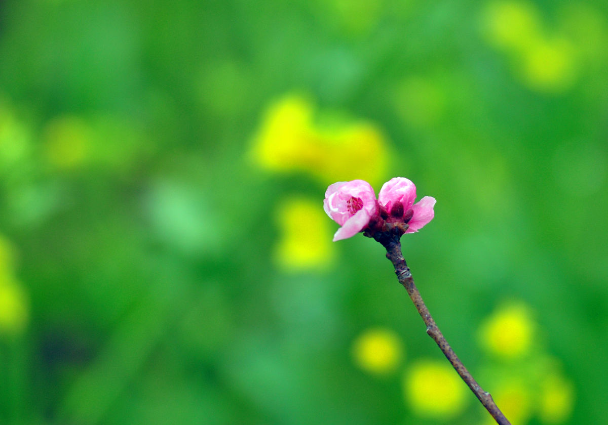 春天的美丽：万物复苏，生机盎然