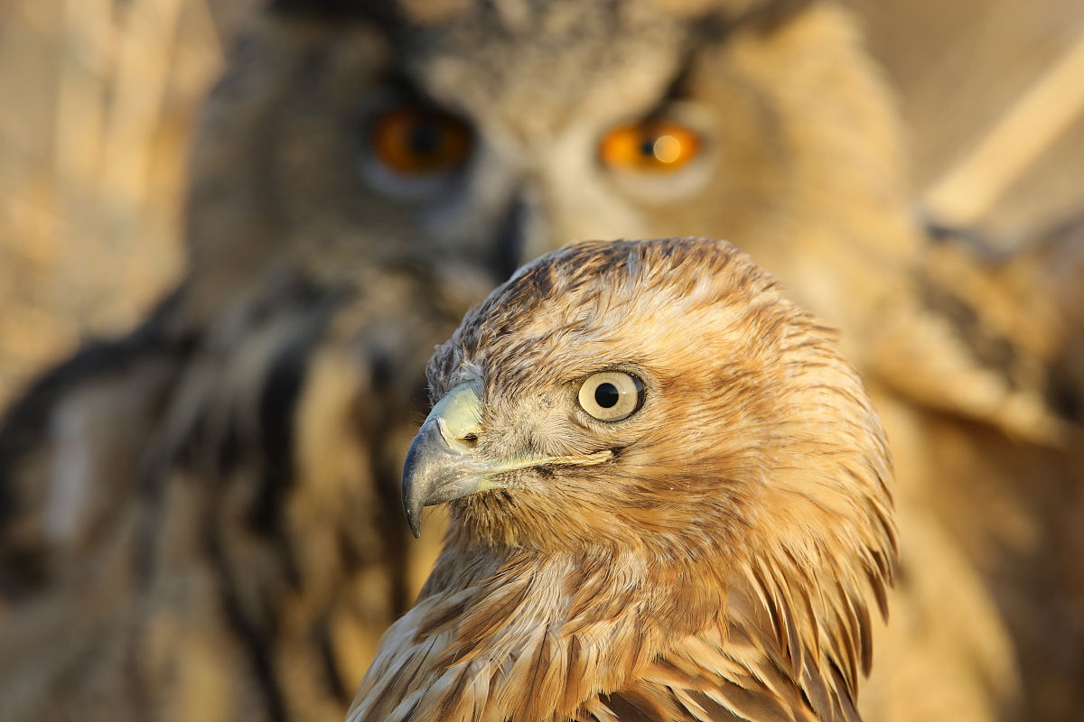 湖北中医药大学康复治疗学专业：培养综合型康复人才
