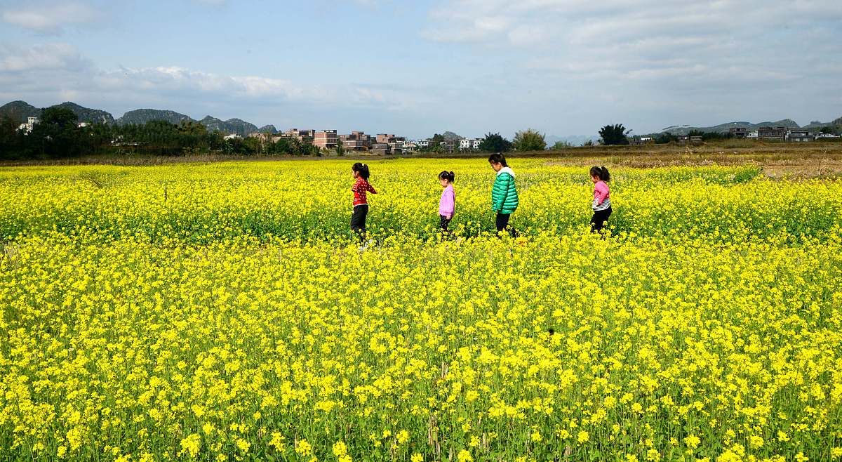 我的植物朋友们