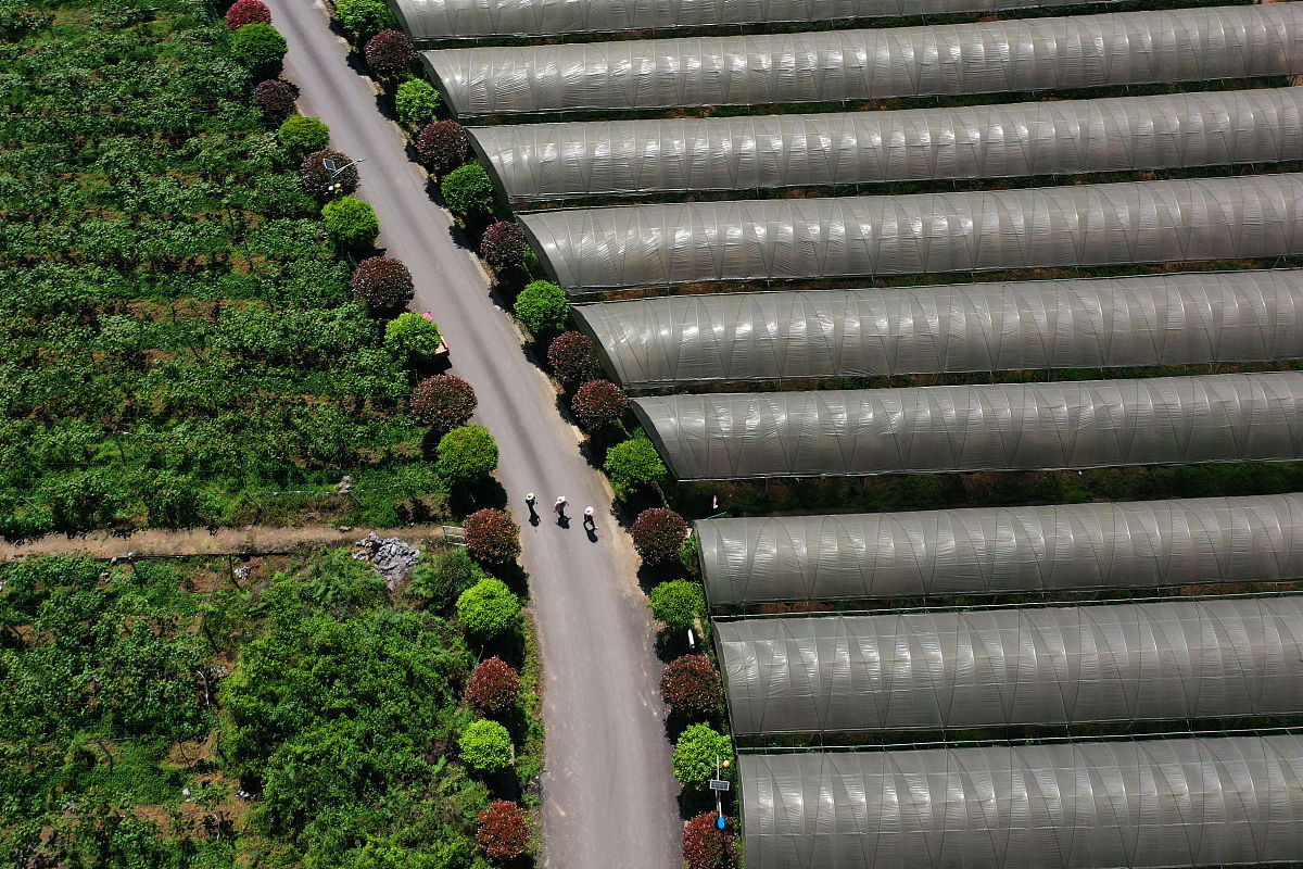 猕猴桃人工点粉和人工授粉法有区别吗