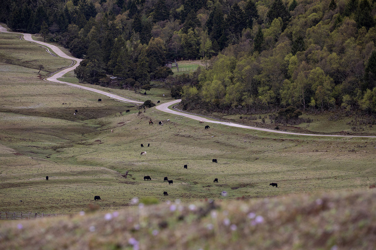 藏语死亡怎么读