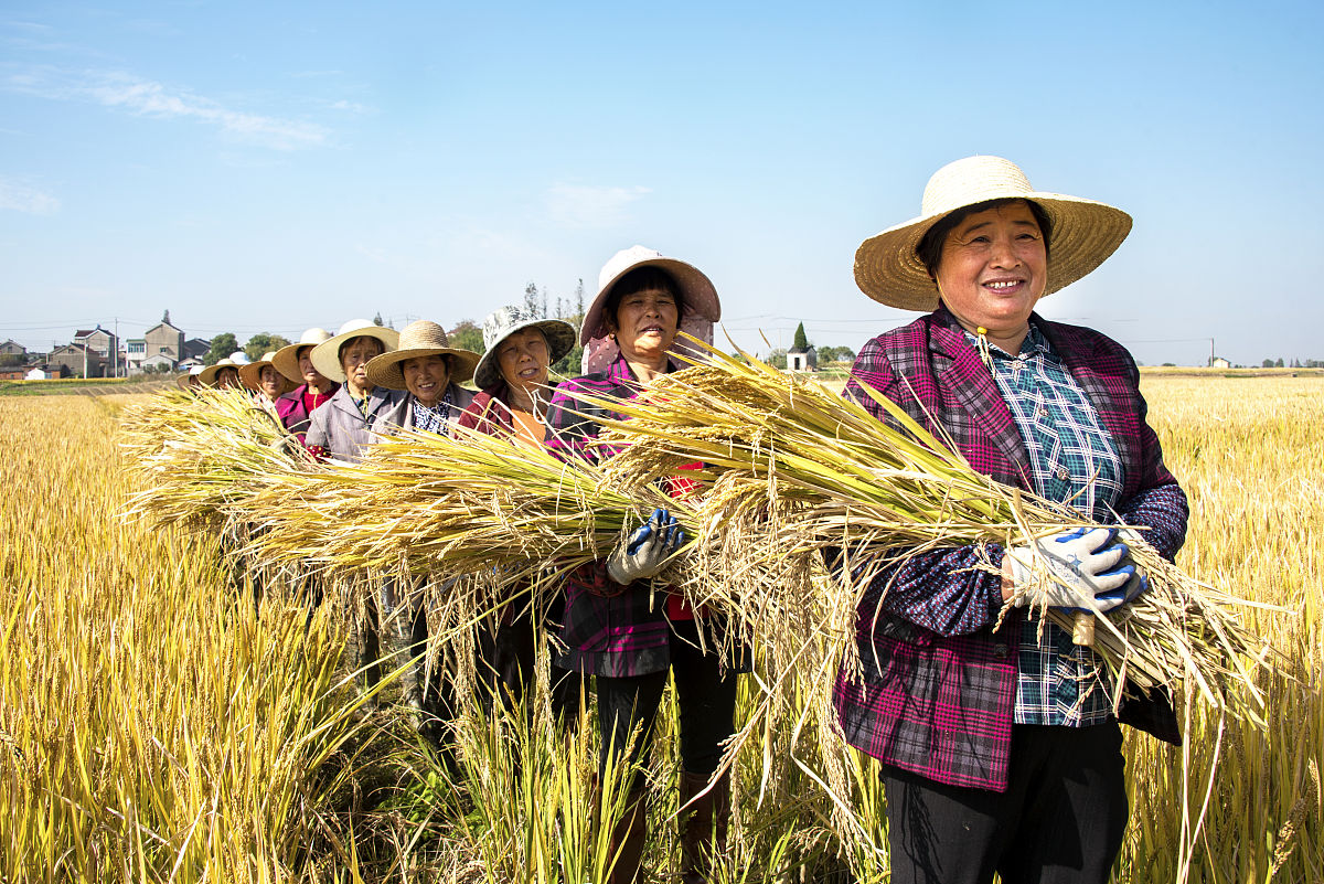 秋收秋种的重要性：关系粮食安全和农民生计