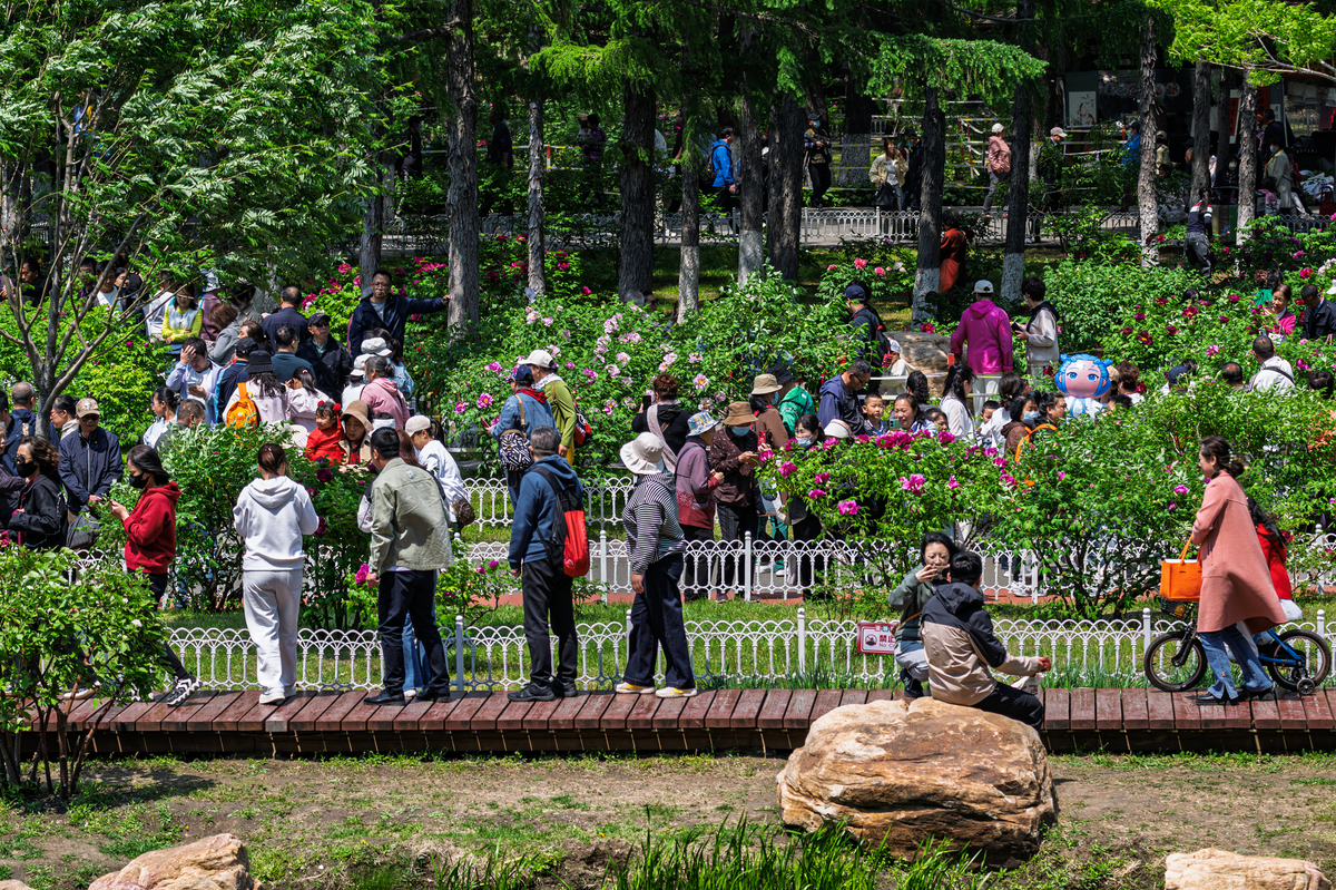 翻译下面的中文五一假期我们全家一起驾车前往杭州野生动物园我们首先来到了孔雀园美丽的孔雀一点都不怕人还为我们开屏太美了接着我们又去看了白虎白虎是孟加拉虎的变种非常稀有白虎还为观众表演了跳水夺食十分精彩我们还去了熊猫馆我们的国宝圆滚滚的可爱极了这时它整在津津有味的吃着竹子动物园非常大我们坐上小火车开始穿越丛林我看到了东北虎大嘴巴的河马火烈鸟大象长颈鹿还有骆驼园区内还有很多的动物和游乐设施美好的一天结束