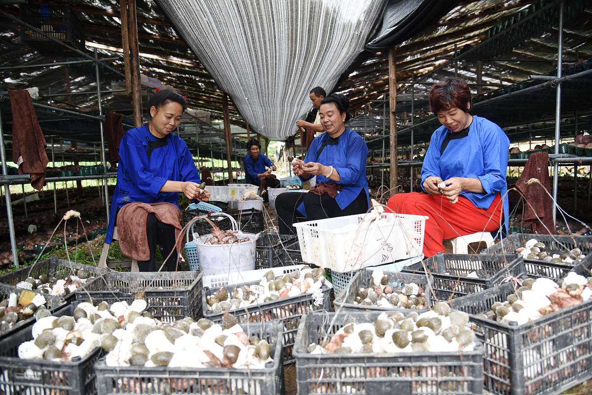 精准扶贫食用菌生态种植市场营销策略中的价格策略通过产品的定价需客观分析竞争环境的影响剖析产品能为客户创造多少价值通过市场调研等方式进行定价