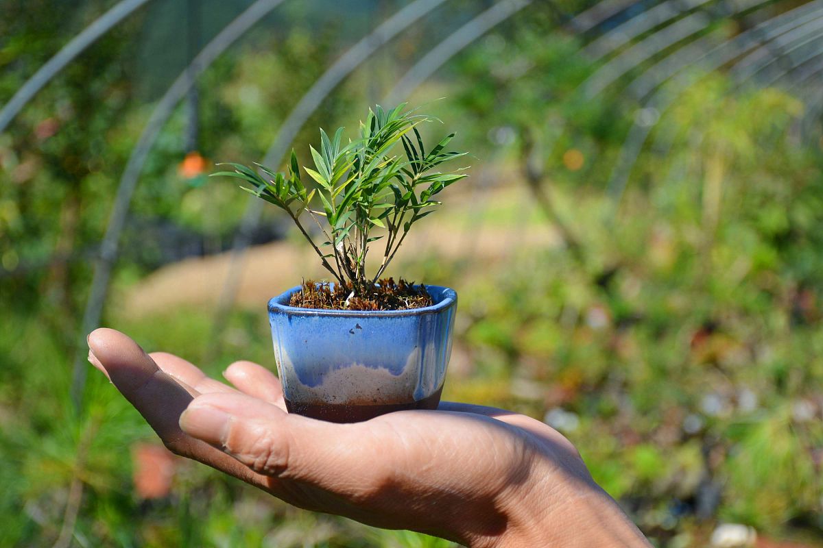 罗汉松组培全攻略：方法、配方、工具及步骤详解