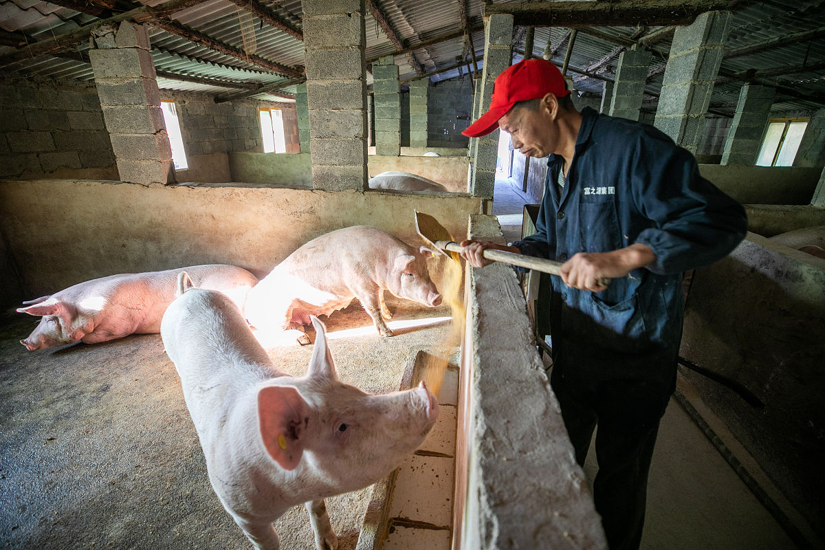 有一个养猪场当前有一定的饲料库存每天也会生产固定数量的饲料。已知如果养猪27头12天可以吃完所有的饲料；养猪23头18天可以吃完。如果养猪21头那么多少天能把猪场的饲料全部吃完？