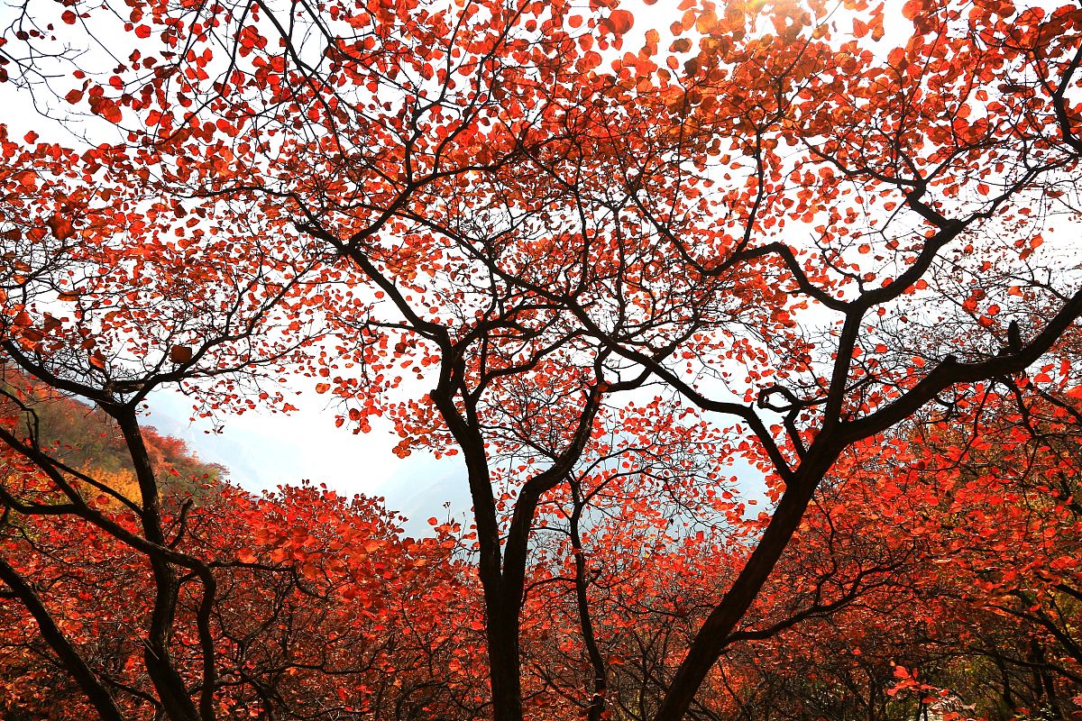 2017年11月01日,北京,深秋时节房山坡峰岭红叶好看正当时.景区漫山红