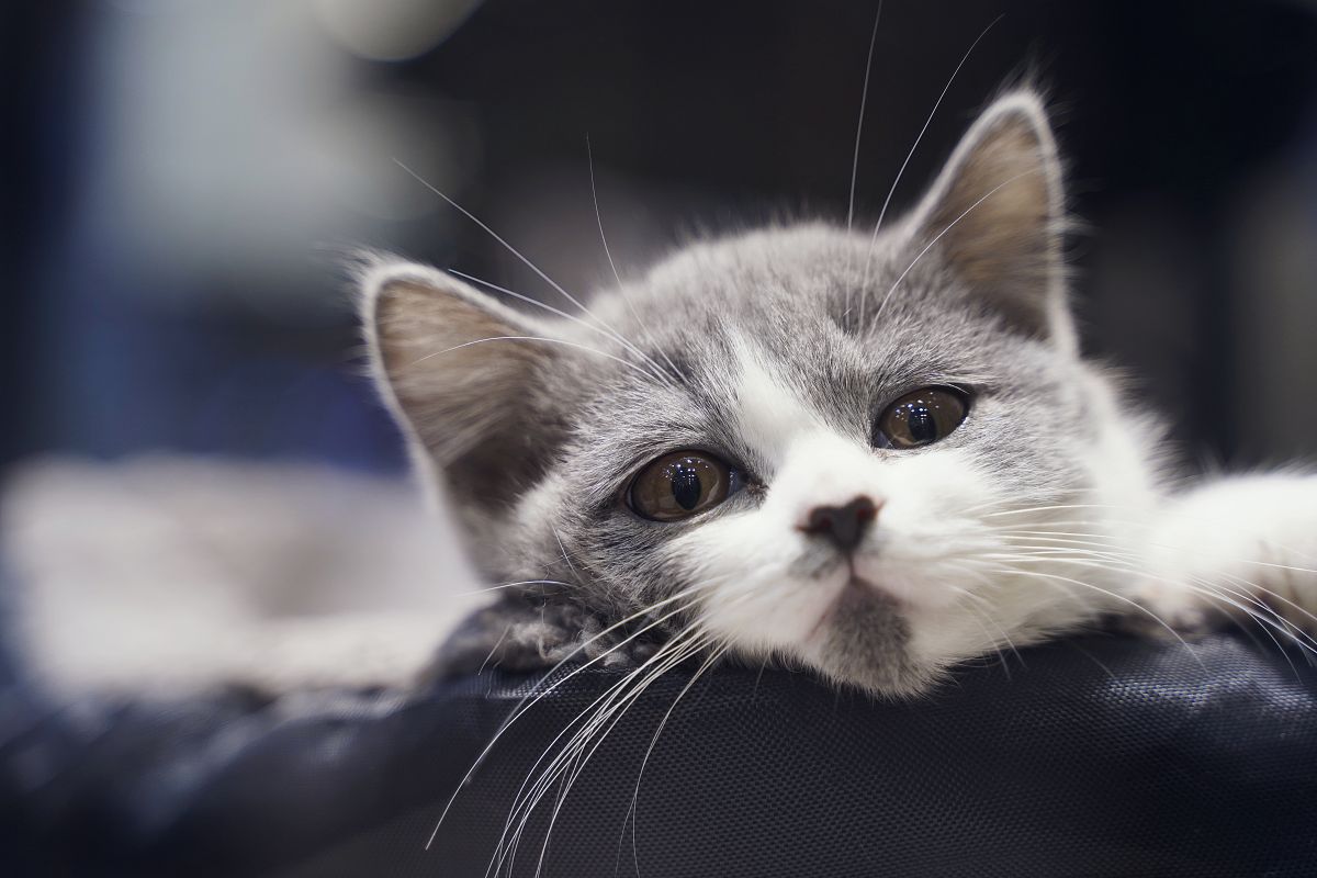 韶关技师学院2023年招生简章：优质教育，期待你的加入！