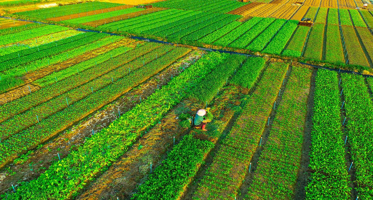 海南农业种子繁育管理高级职称申请