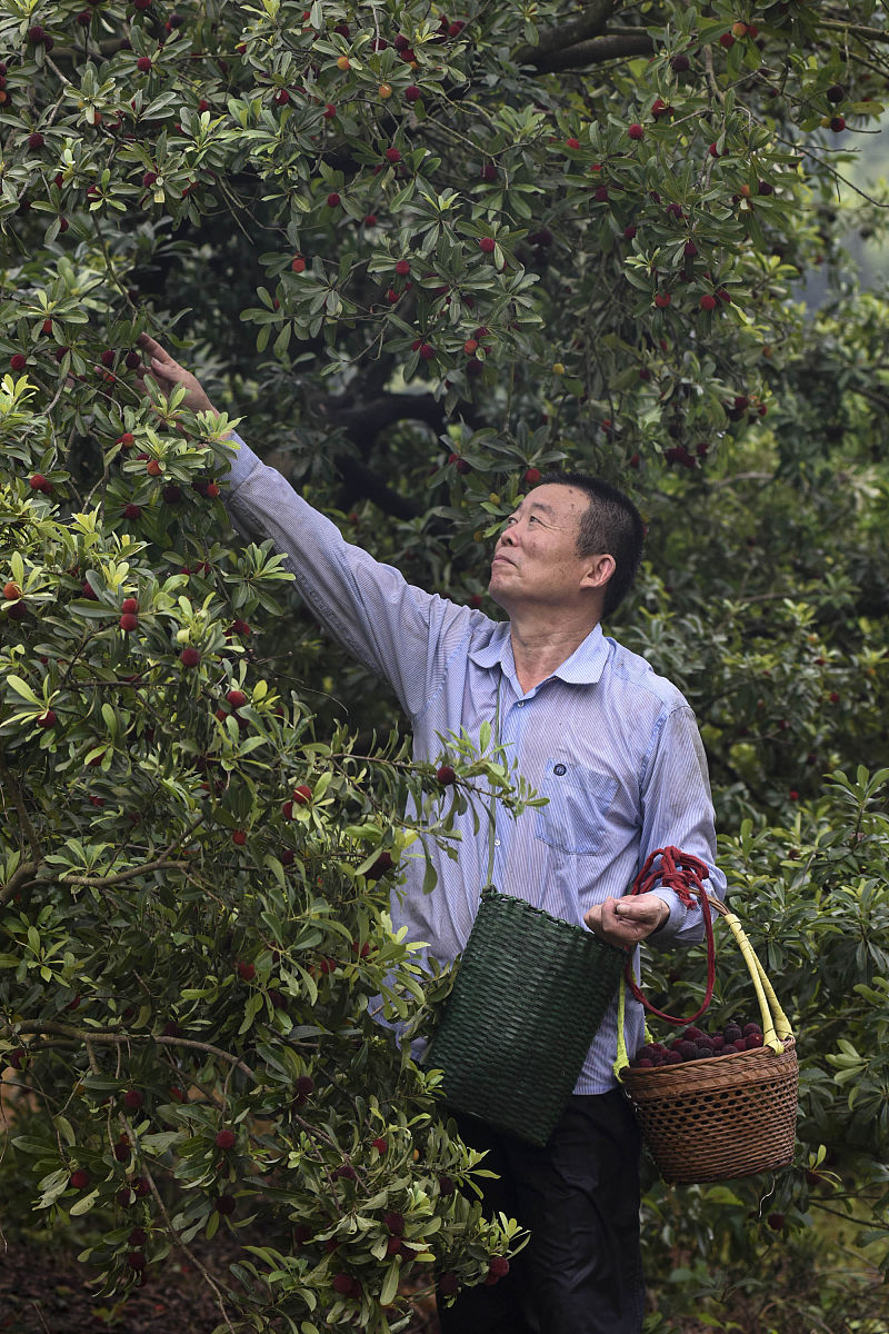 端午吃杨梅，解锁夏日清甜回忆