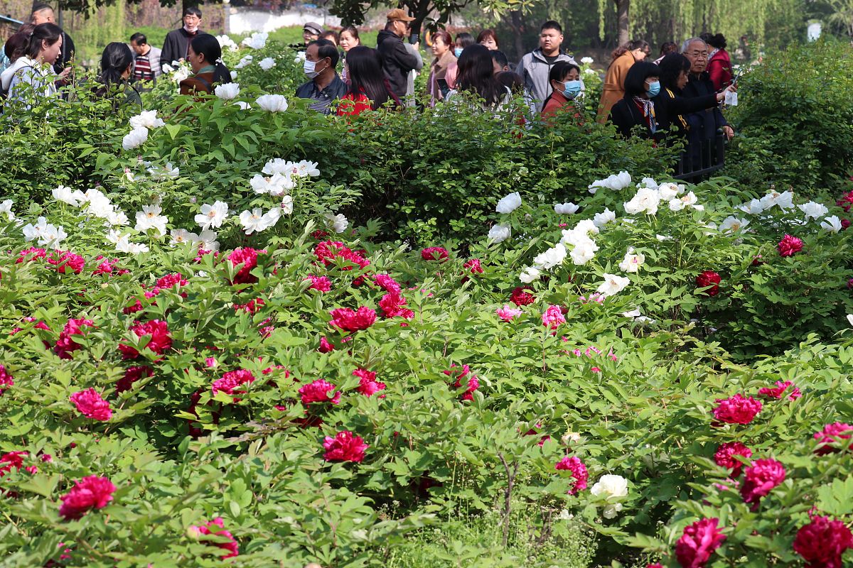 洛阳赏牡丹最佳地点推荐 -  洛阳牡丹园、白马寺等