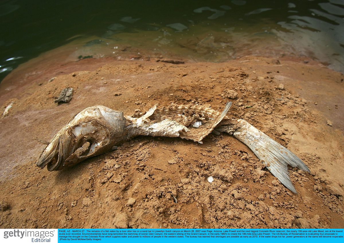 page, az - march 27:  the remains of a fish eaten by a river ott