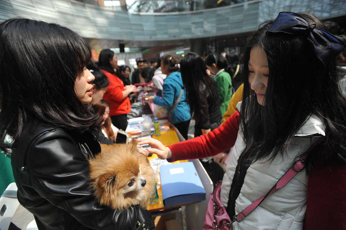 校园流浪猫救助记：我和同学们共同的爱心之旅