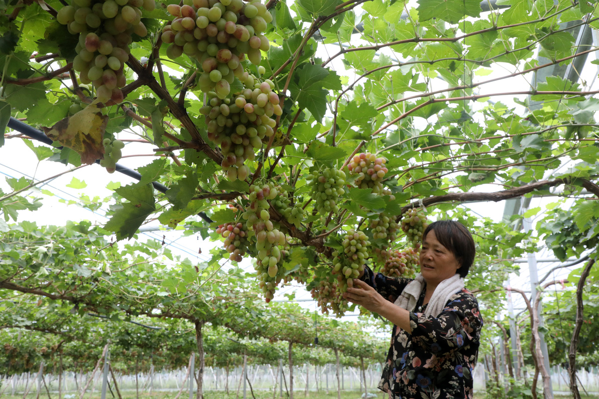 湖水果园位于南山镇择善社区占地面积45亩园内种有夏黑、阳光玫瑰、巨峰三个品种的葡萄可以带家人到现场采摘品尝着鲜甜多汁的葡萄请帮忙完善一下文案