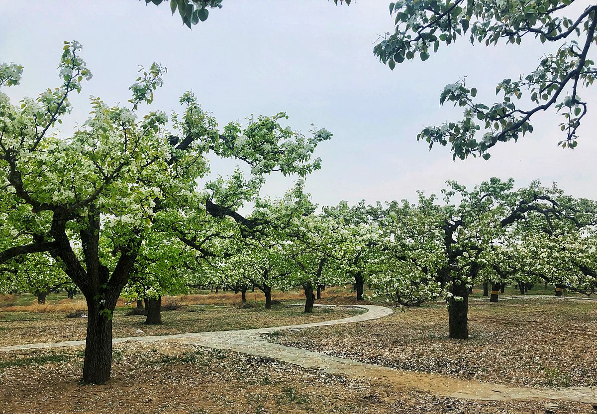 梨如何种植 梨的正确种植方法