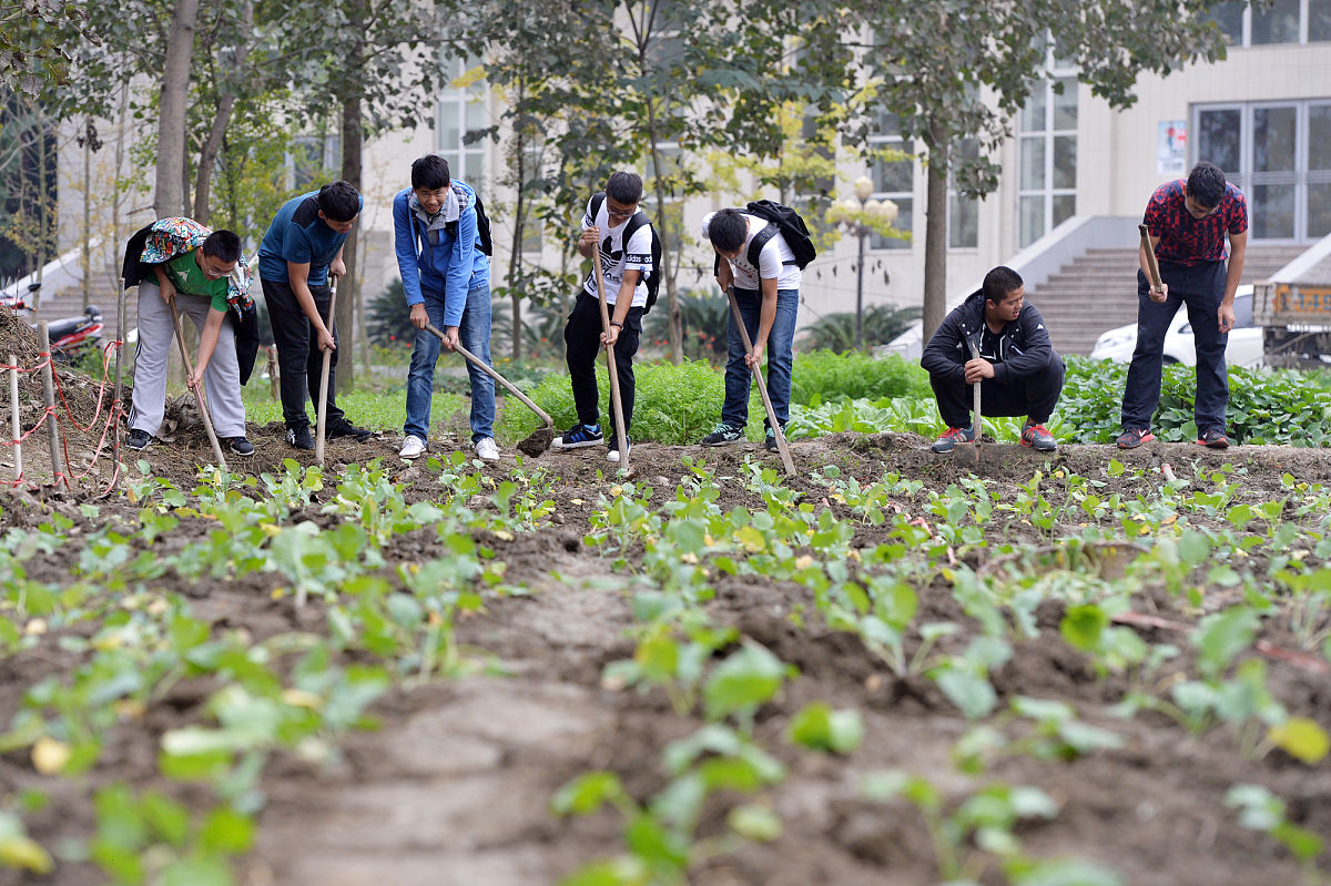 劳动教育社会实践：培养综合素质的有效途径
