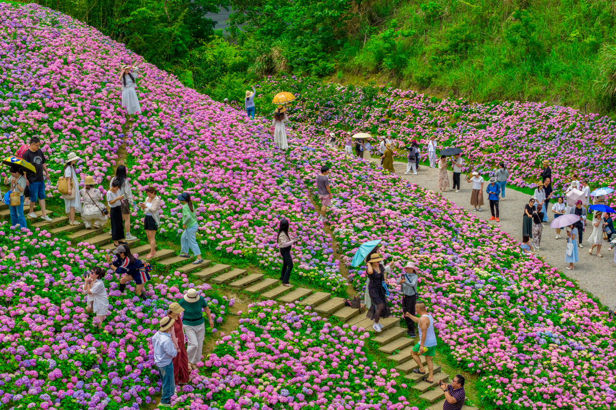 关于花海发展提出建议吧