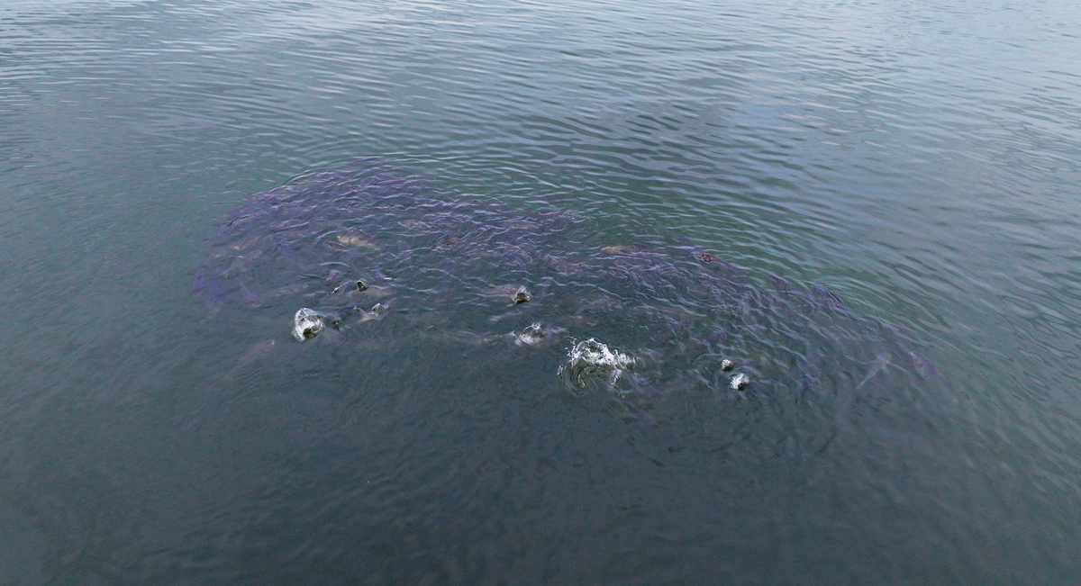 太湖水污染现状及治理措施