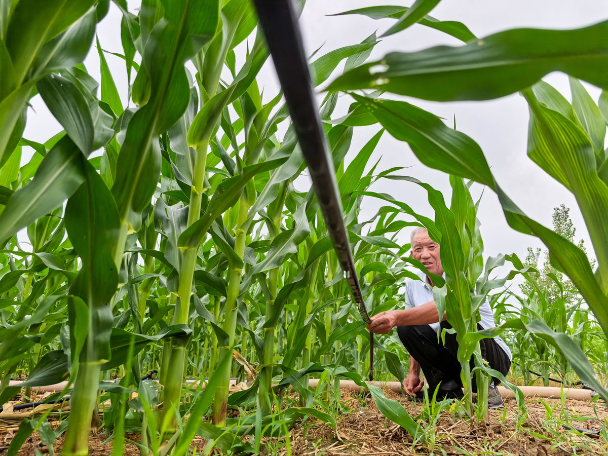 如何快速掰玉米?简单易懂的步骤指南 如何快速掰玉米?简单易懂的步骤指南
