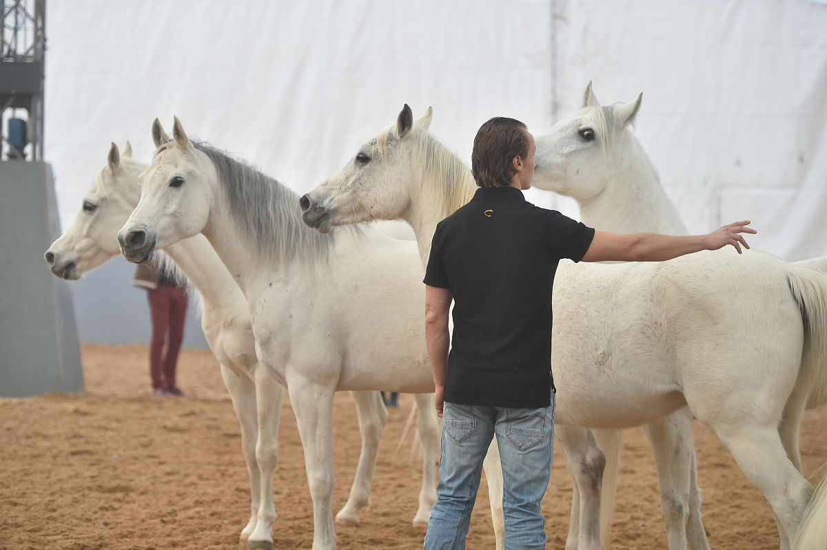 2018年2月7日,加拿大舞台秀《cavalia·舞马》在南京揭开神秘面纱,来