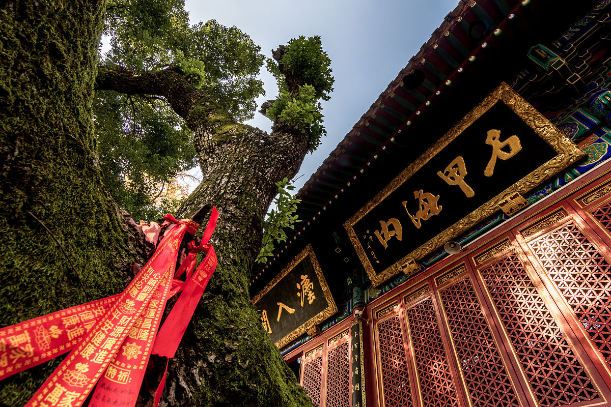 2020年12月21日,武汉,宝通寺秋色.