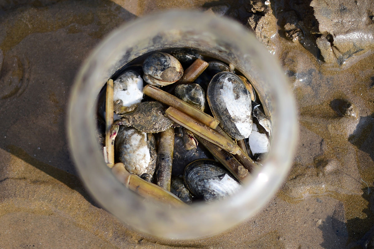 水库河蚌能吃吗？安全食用指南