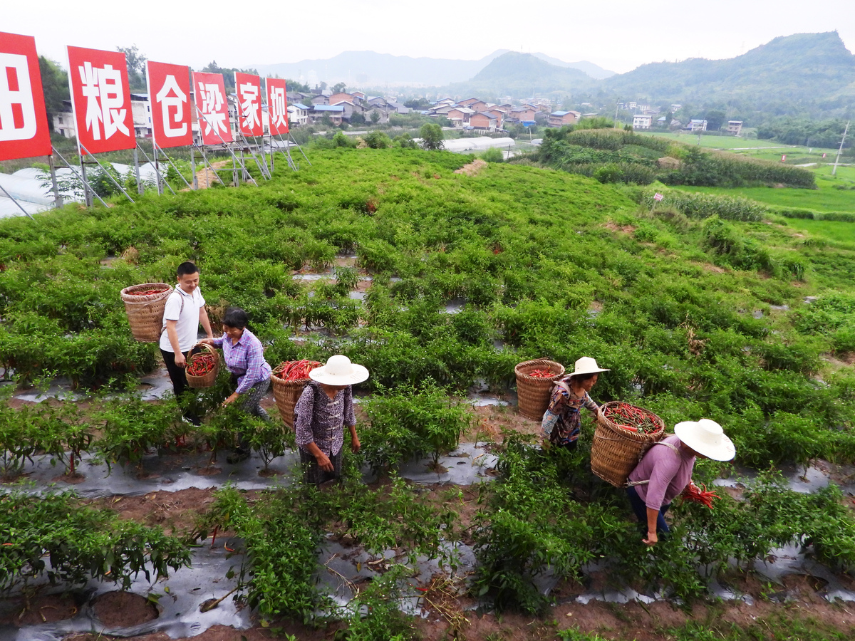 四川省农业厅十四五工程项目：现代化、生态化、可持续发展