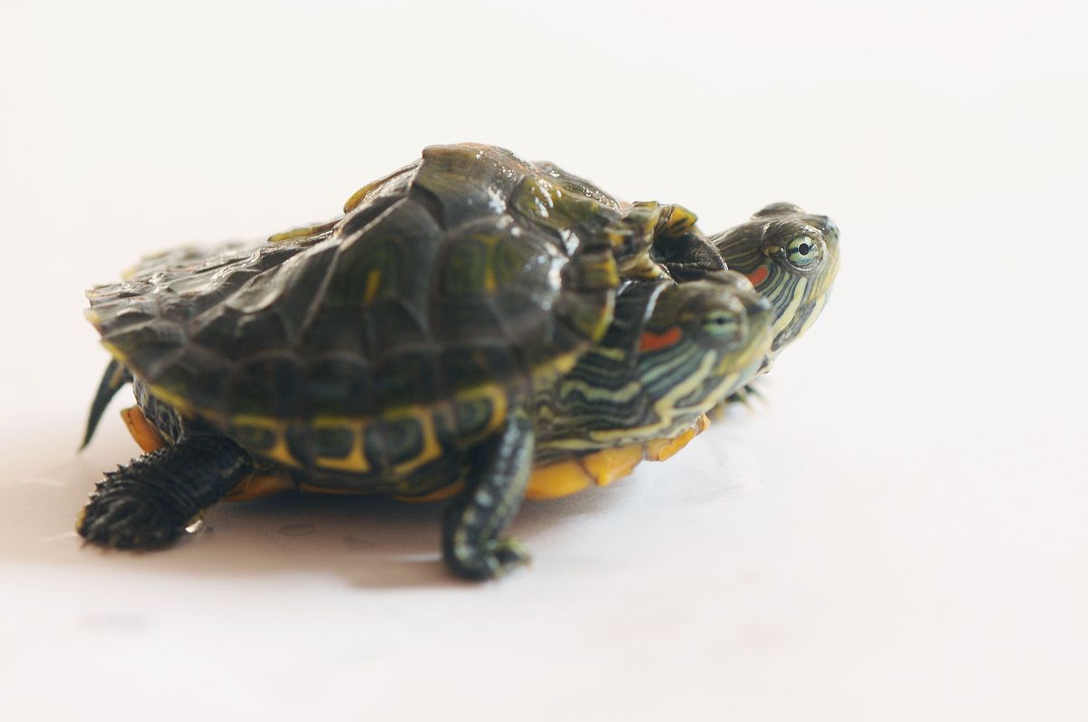 我家的小绿龟 写一篇300字小学作文