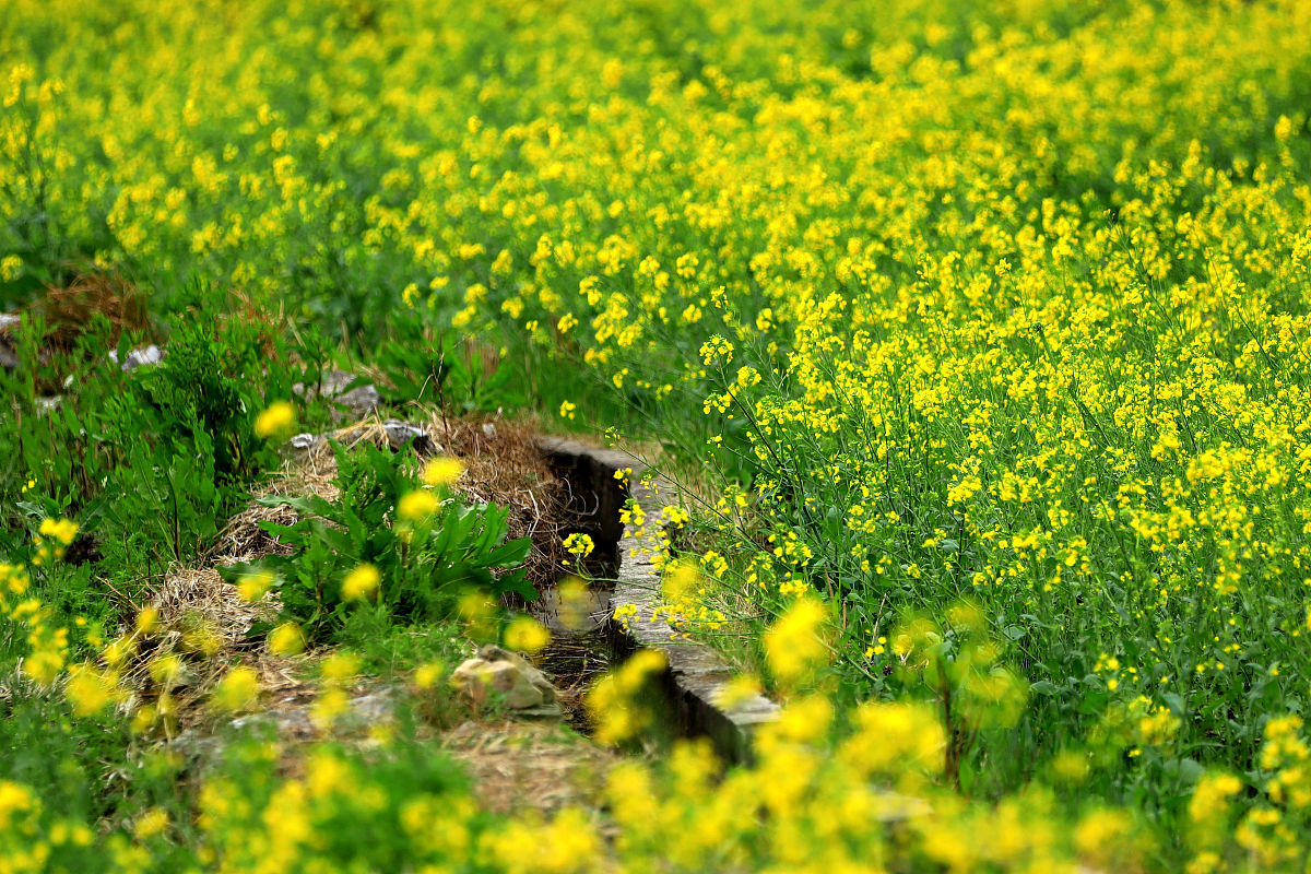小学语文作业：春天来了，感受生机勃勃