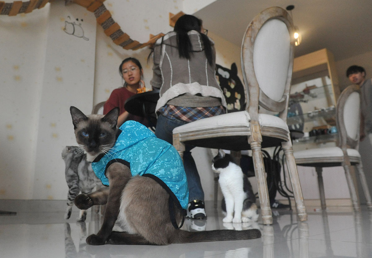 淮北市众善流浪动物保护协会详细解答并扩展补充