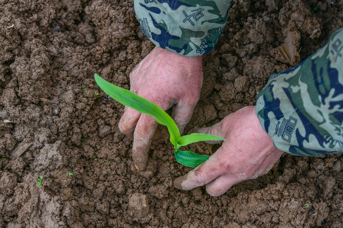 播撒与播种的区别
