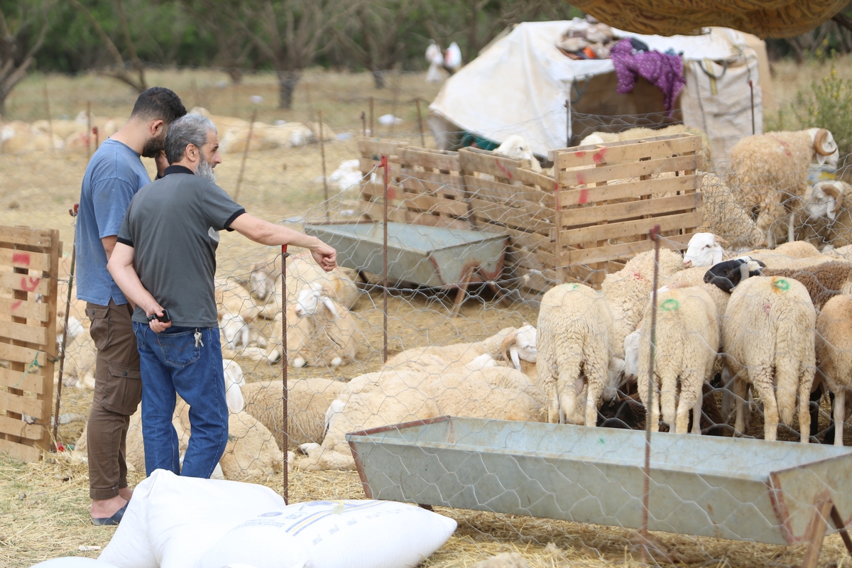 羊走了一个月不肯回来怎么办帮我用200字详细描述