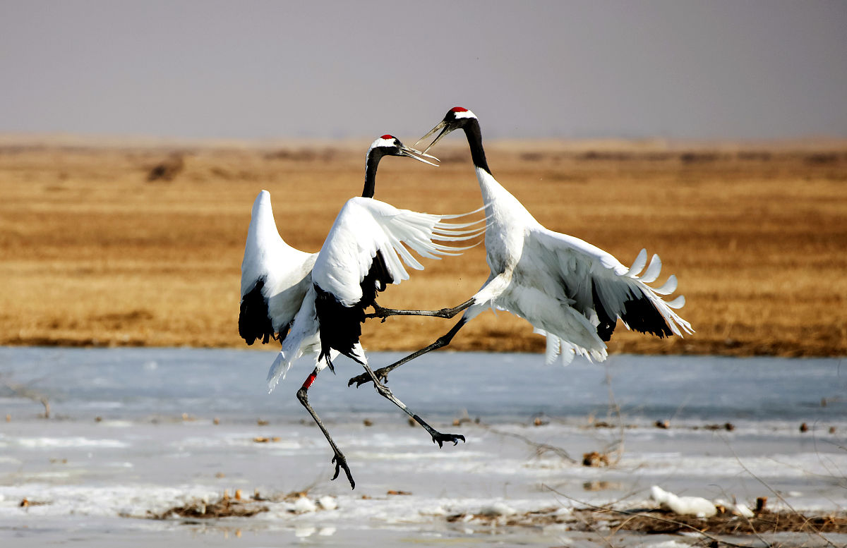 齐齐哈尔的媒体曝光平台有哪些｜齐齐哈尔媒体曝光求助热线是多少 要求：创建一篇1500至2000字的解决方案