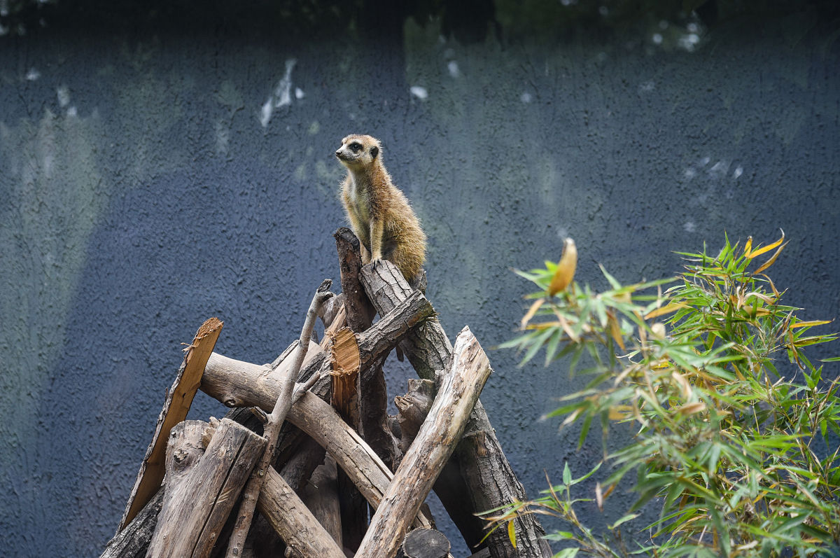 记录生活的美好瞬间：我的奇妙旅行