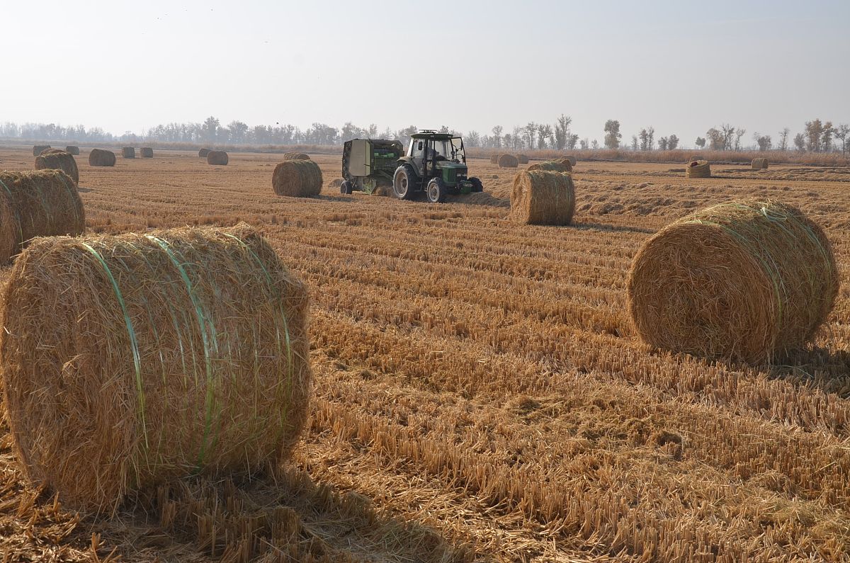 牧草收获工艺：5种常见方法及其优缺点