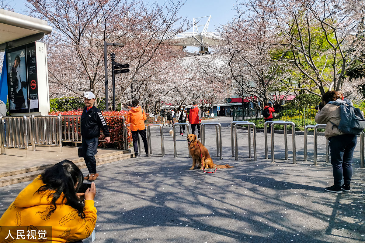 2020年2月23日,上海,有着"最美地铁口"之称的地铁8号线虹口足球场外的