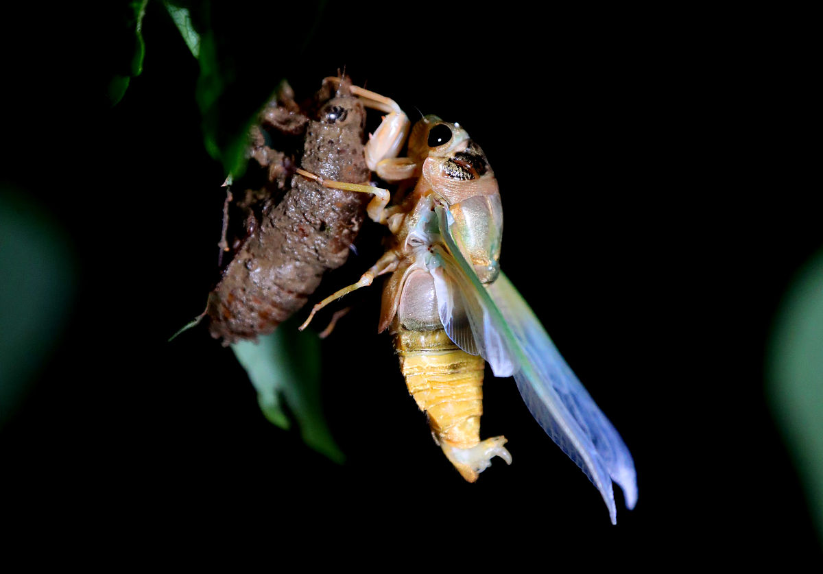 金蝉：17年地下潜行，17天空中飞翔，最懂数学的昆虫