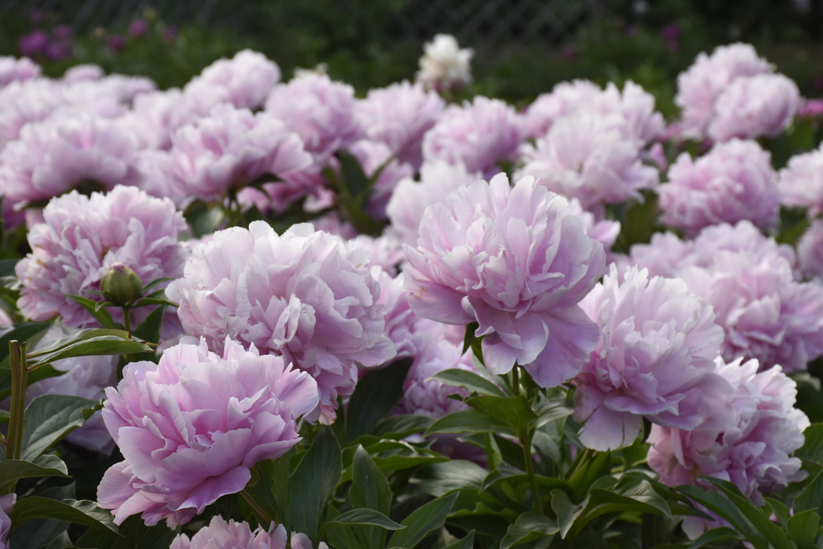 仿照课文中表达鲜花开放的语句写一写牡丹花