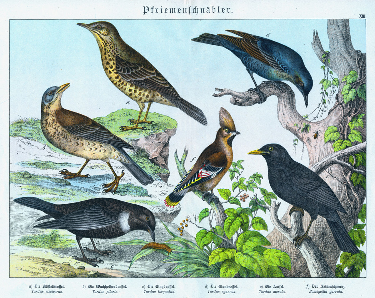 A 不死鸟 ashed by devine