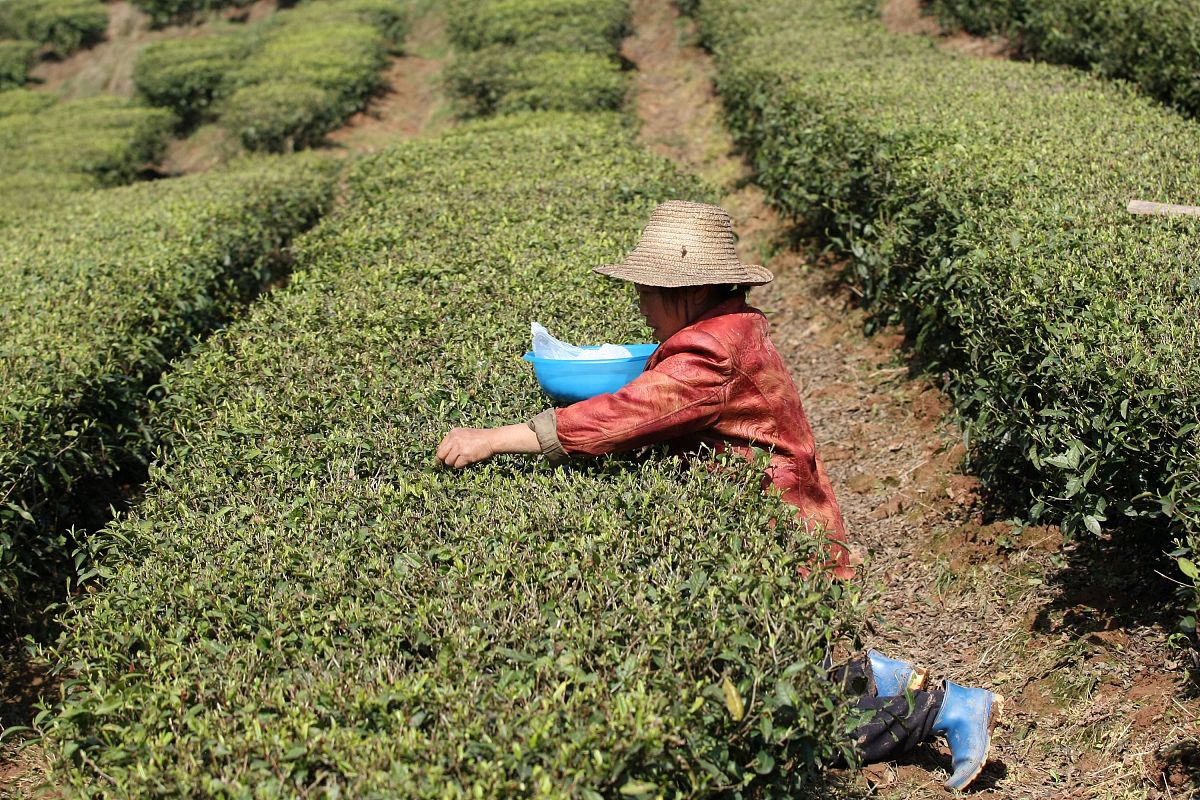 绵阳农校2021年招生专业有哪些