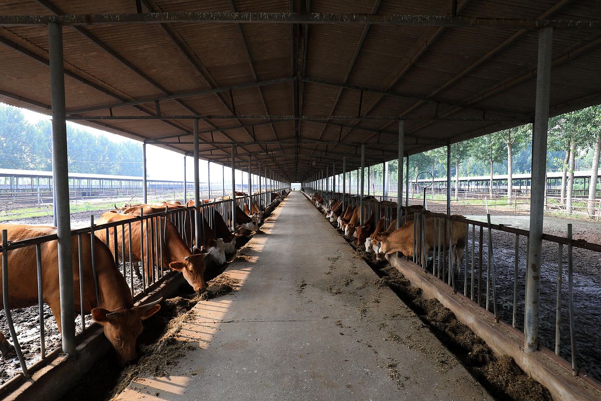 肉牛养殖行业的可研报告需要哪些内容