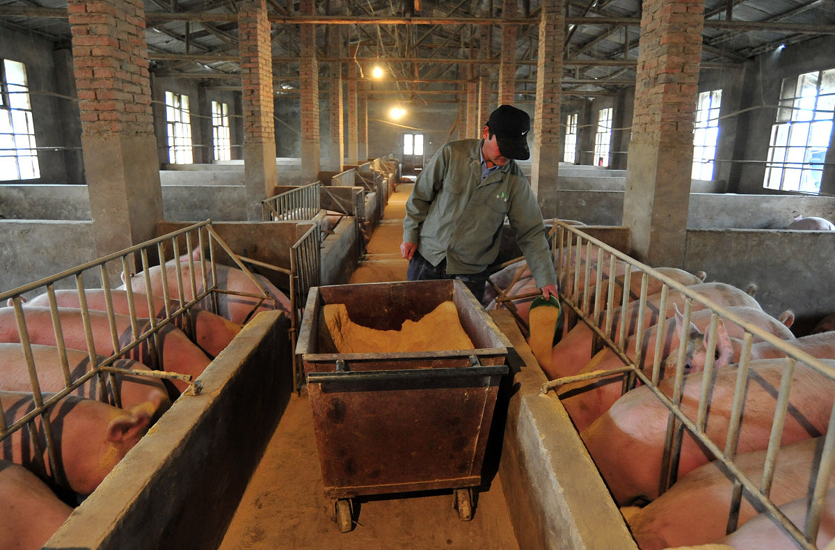 国内散养猪饲养技术重点