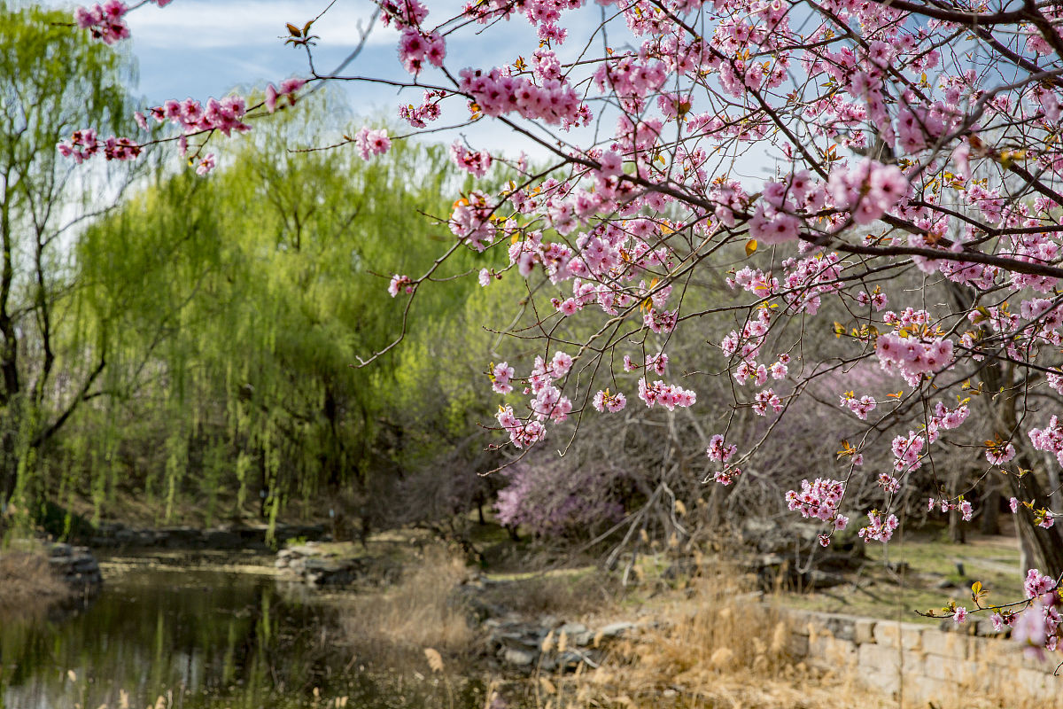 模仿贾浅浅的诗歌