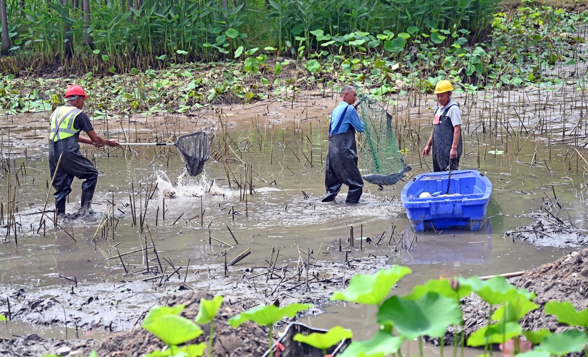 8名藕农身穿防水服，站在齐胸深的水里，穿行在干枯的荷梗之间，一手拿着高压水枪冲击淤泥深处，一手向下摸索寻觅莲藕身影，麻利地采收着莲藕。
帮我在句子前面加一句形容初春的阳光的句子
