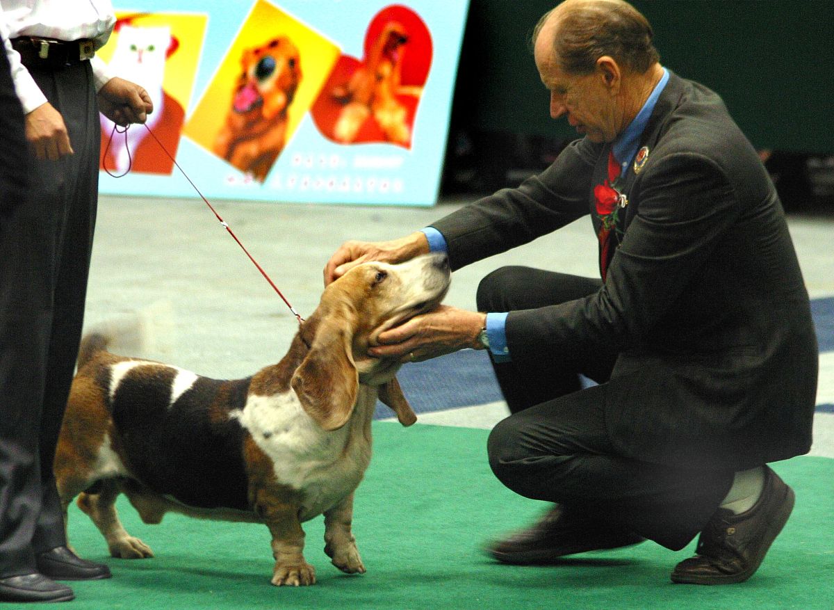 中华田园犬需要定期打狂犬育苗吗