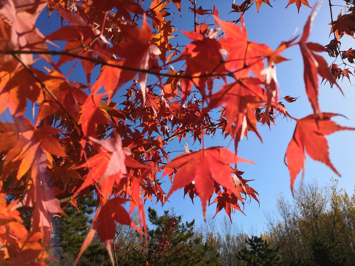2019年11月11日,北京,昌平区未来科学城滨水公园呈现出美丽的景色.
