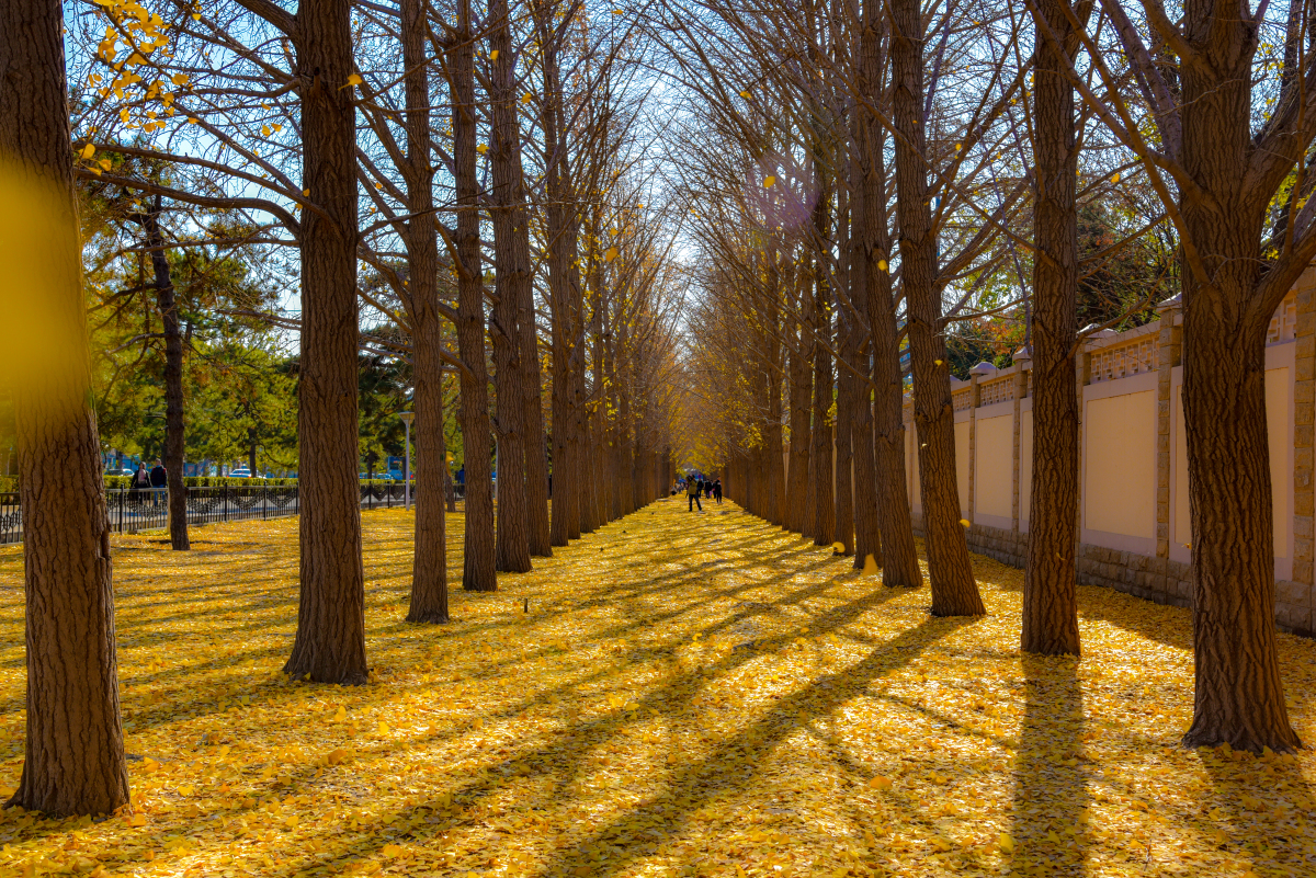 北京冬天真美,一日打卡两地看银杏,第一站是北京大学,进入北大校园后