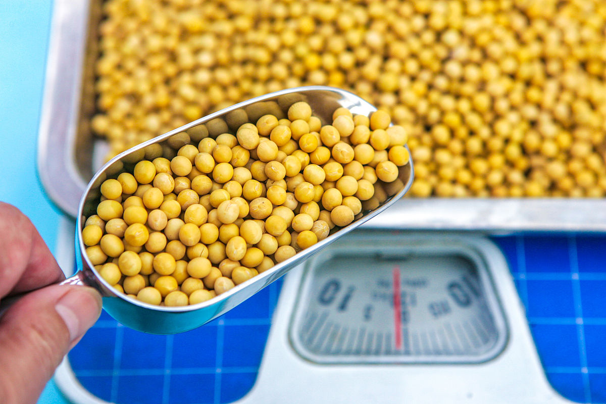 大豆种植密度计算：25万株需要多少斤种子？