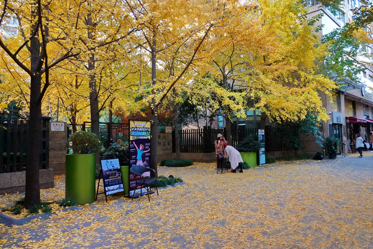 2021年12月1日,上海,实拍黄金城道步行街银杏落叶成美景.