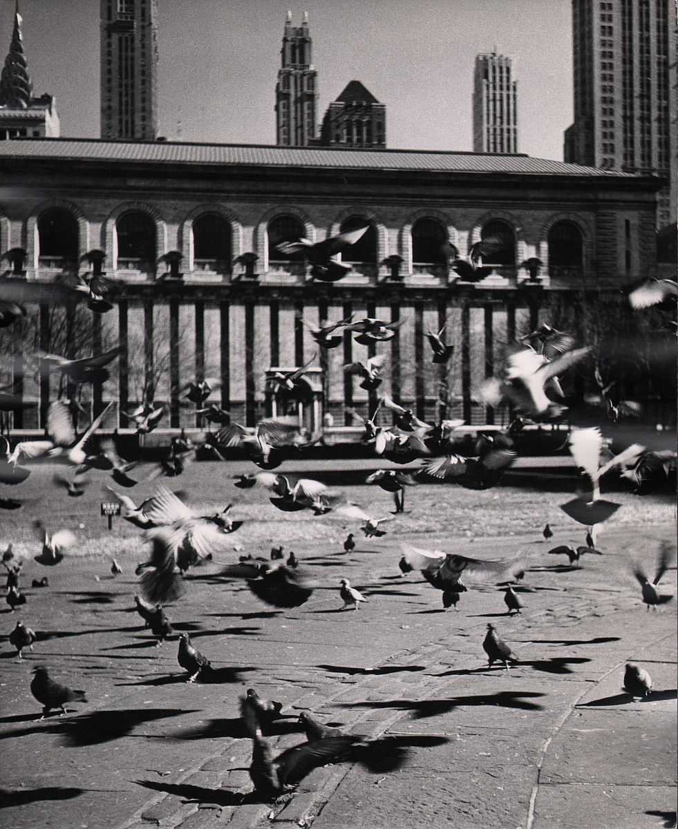 new york, ny - january 1965: birds flying in front of the main b